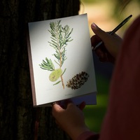 Margaret Stones: Sketch Book - Banksia marginata
